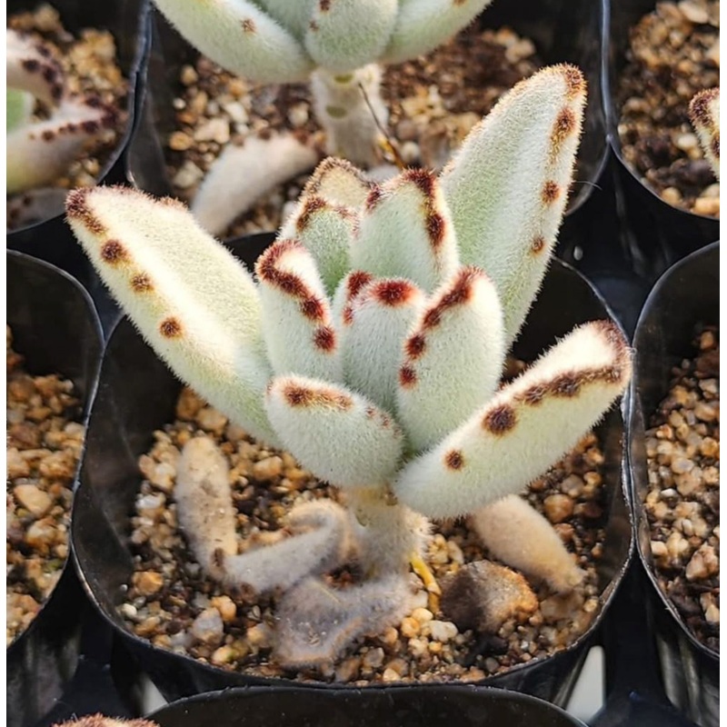 KSCPO - (060) Kalanchoe