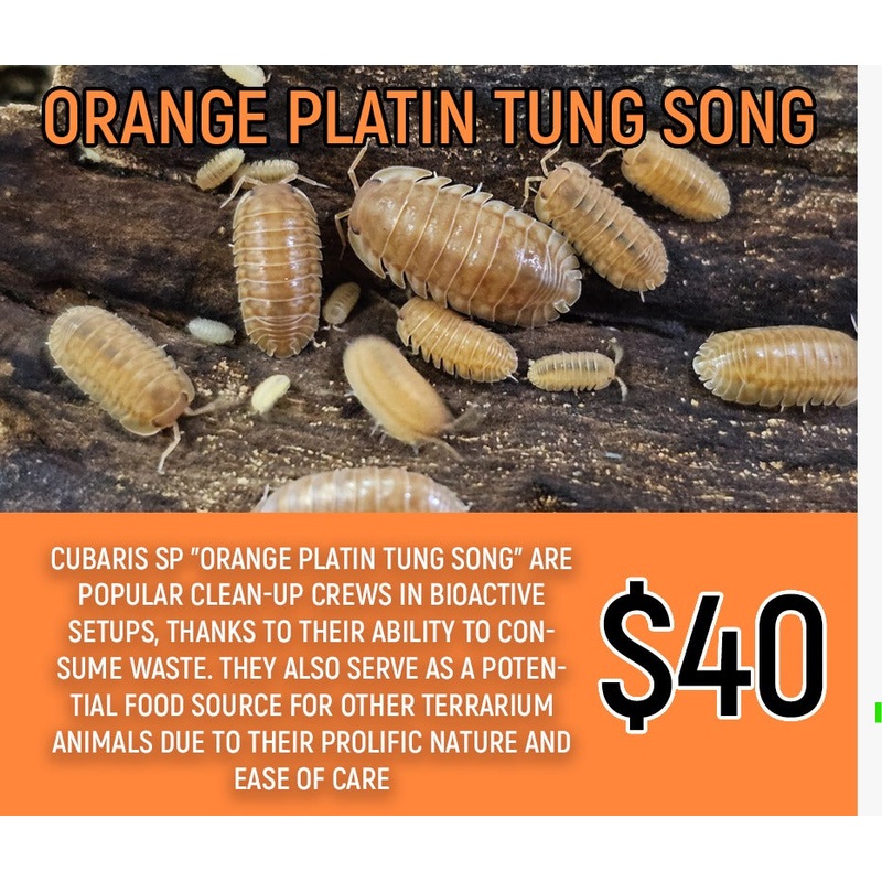 Orange Platin Tung Song (8-12pc)