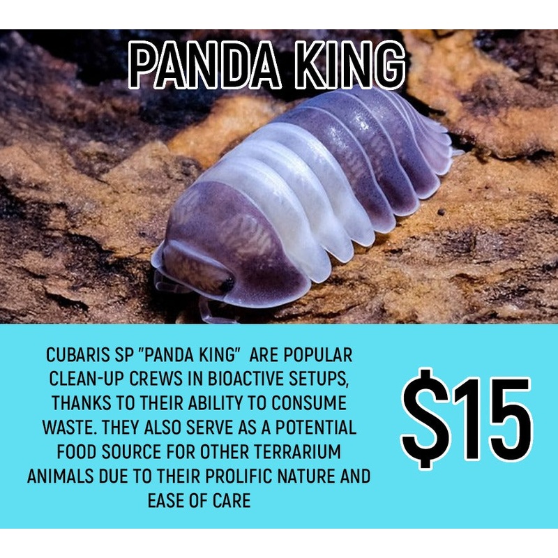 Panda King (8-12pc)