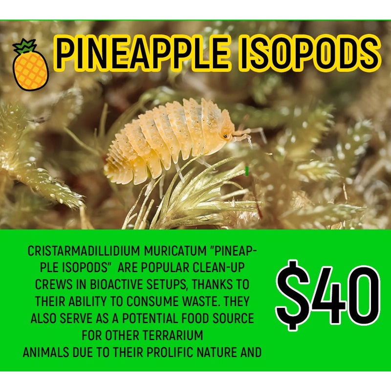 Pineapple Isopods (5-8pc)