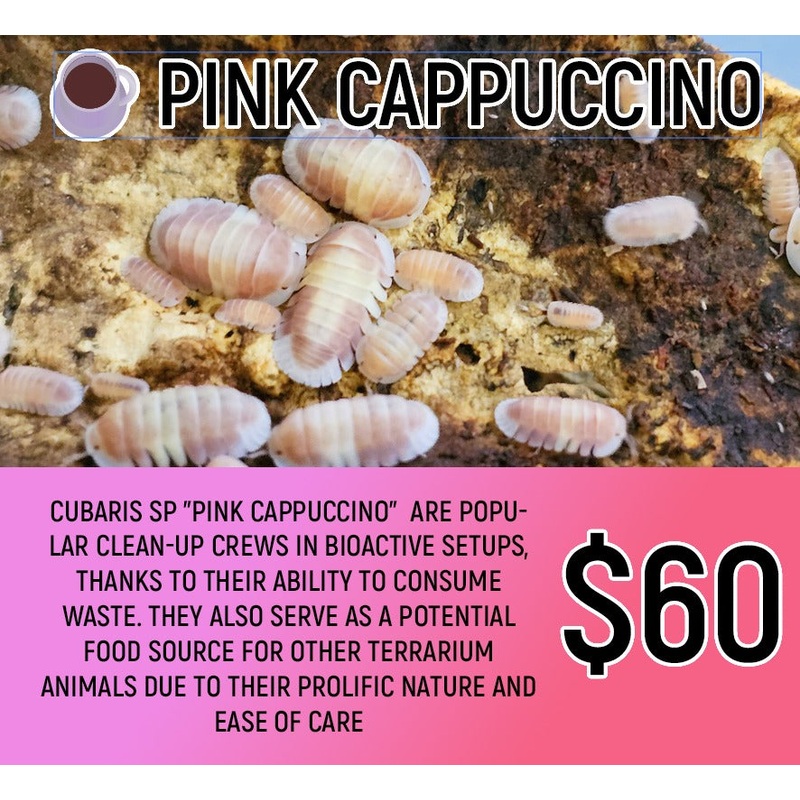 Pink Cappuccino (5-8pc)