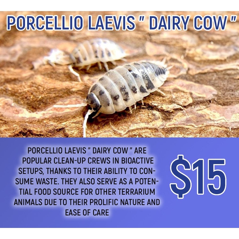 Porcellio Laevis "Dairy Cow" (10-15pc)