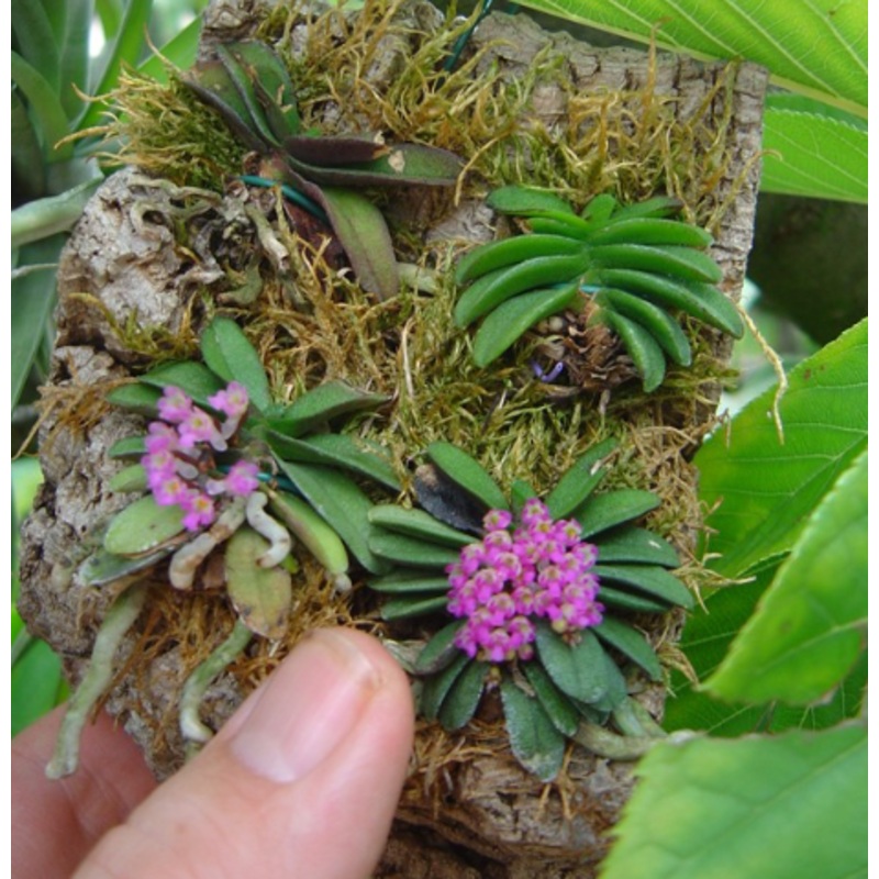 Schoenorchis fragrans (1 Pc)