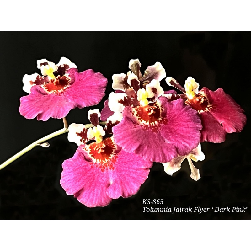 Tolumnia Jairak Flyer 'Dark Pink' (KS-865)