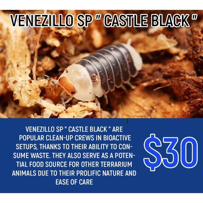 Venezillo Sp "Castle Black" (5-8pc)