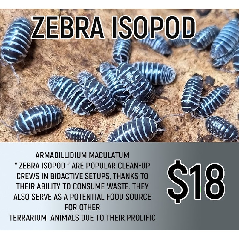 Zebra Isopod (8-12pc)