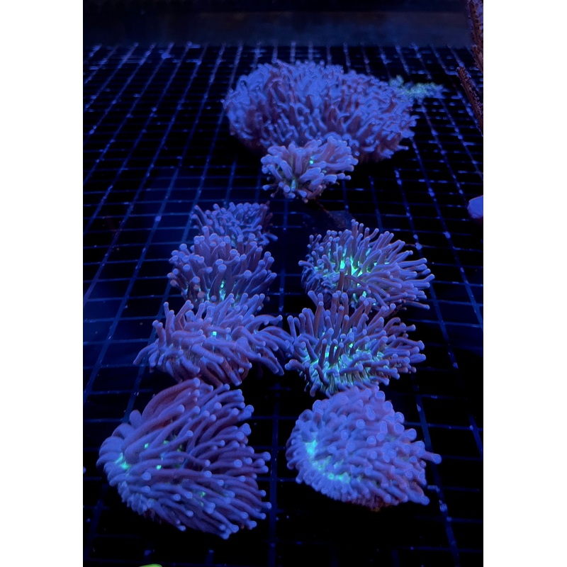 Fungia sp. Long tentacle plate
