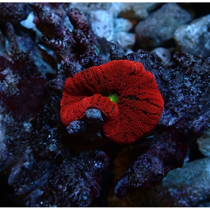 Mini Red Carpet Anemone