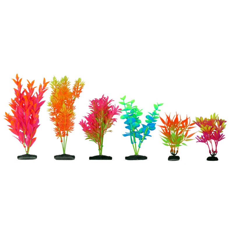 Aquamate - Vibrant Variety Plants (6pk)