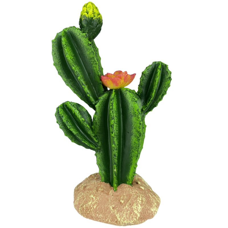 Komodo Flower Cactus