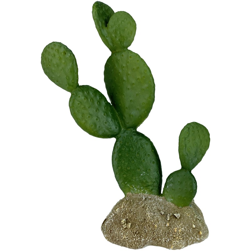 Komodo Prickly Pear Cactus