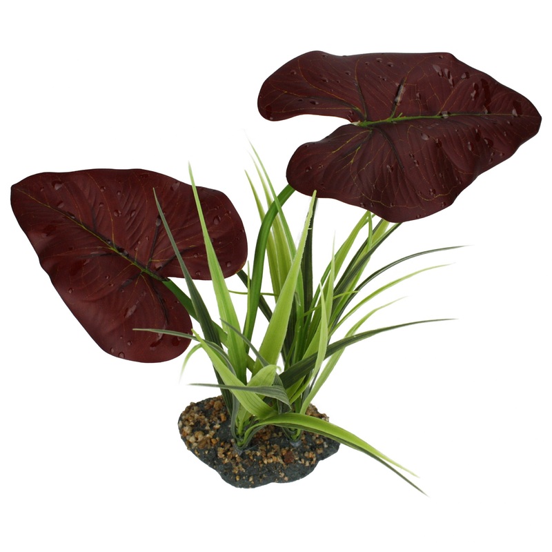 Komodo Rainforest Canopy Plant