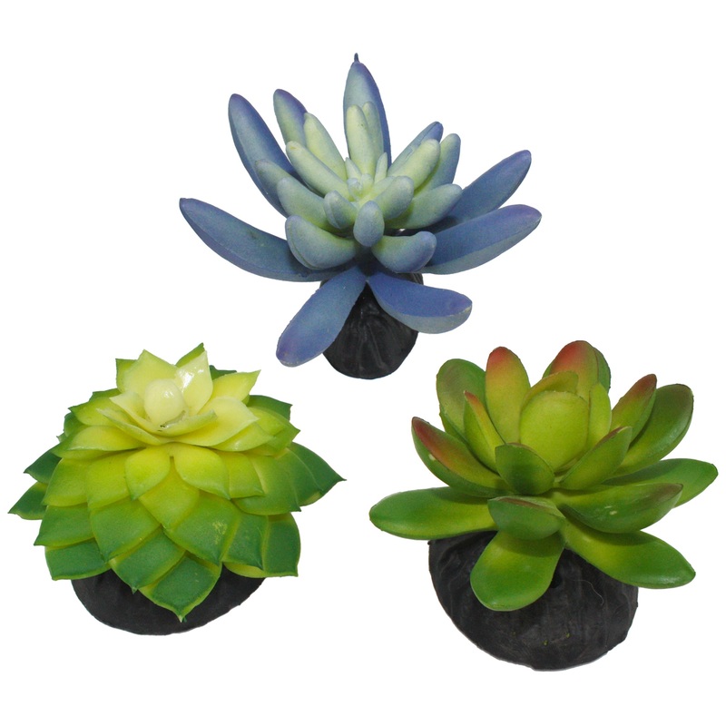 Komodo Succulent Plant 3 pack Blue/Green