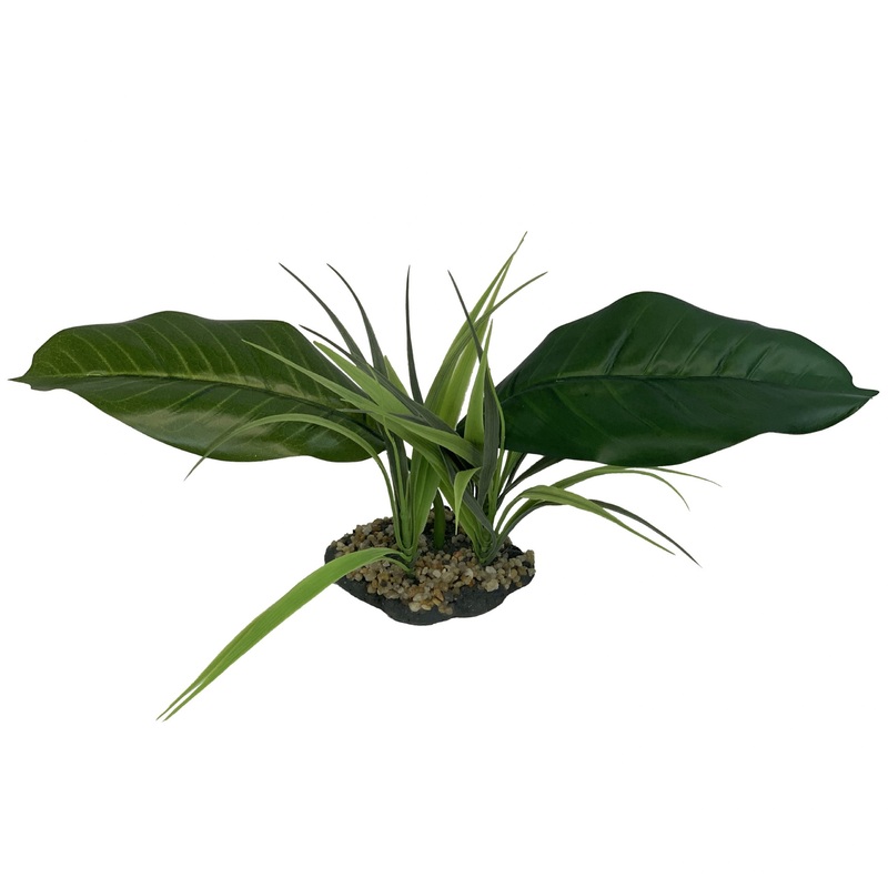 Komodo Woodland Canopy Plant