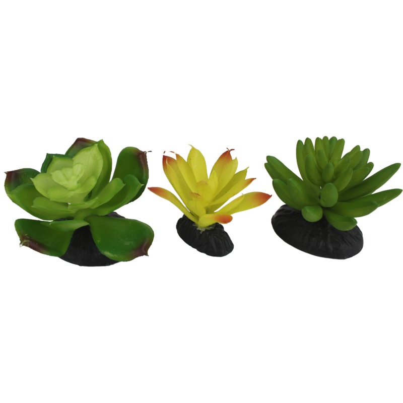 Komodo Yellow Green Succulent Plant 3 Pack