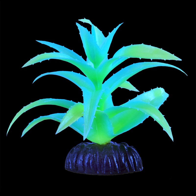 Underwater Treasures Glow Aloe Vera Plant
