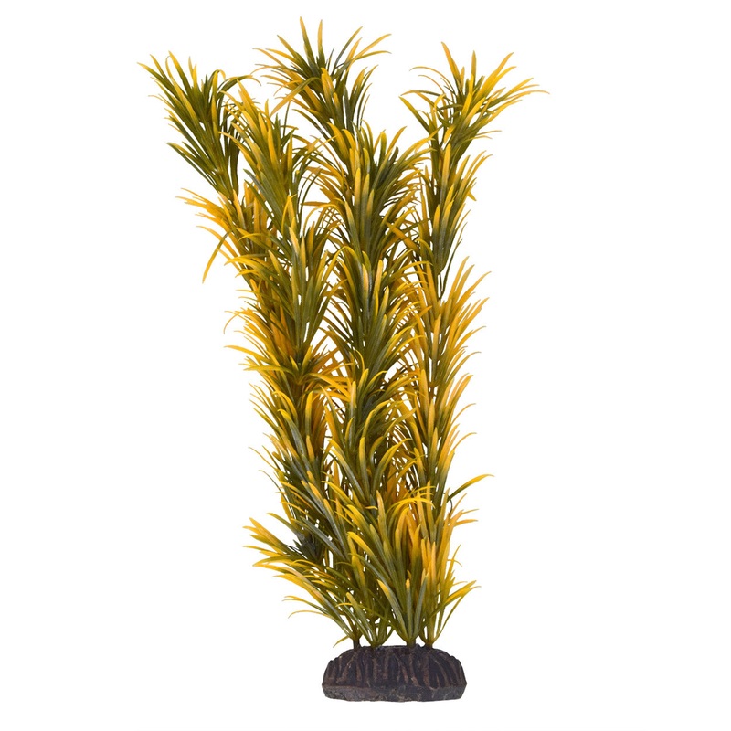 Underwater Treasures Mayaca Orange Plant 12 inch