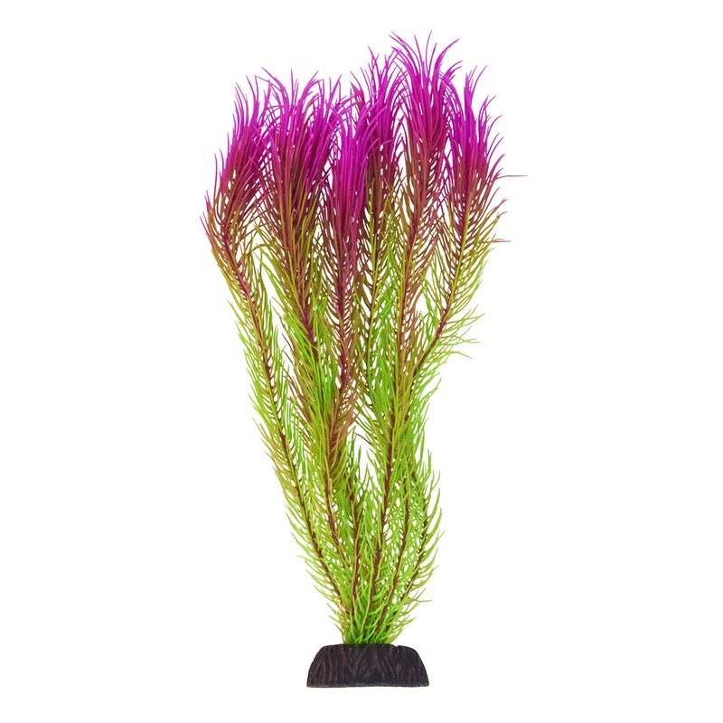 Underwater Treasures Mayaca Pink Tip Plant 12 inch