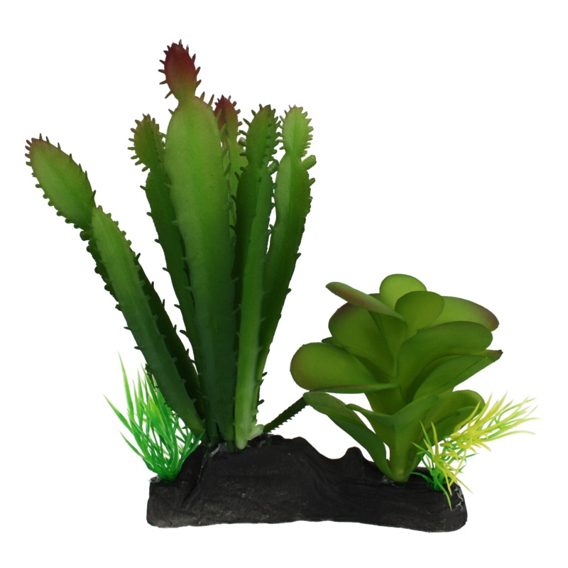 Komodo Cactus and Succulent Plant