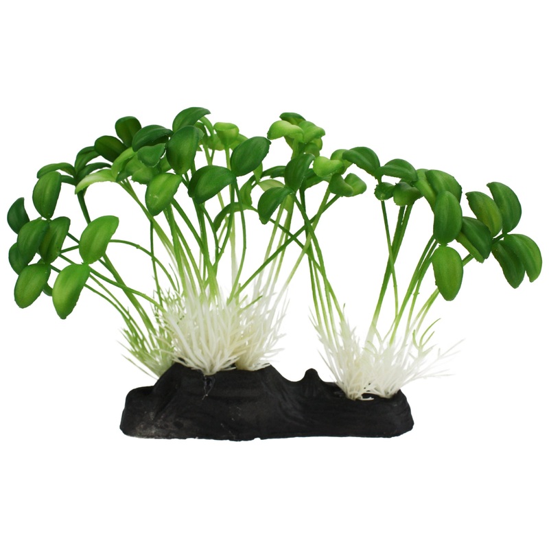 Komodo Sprouts Plant