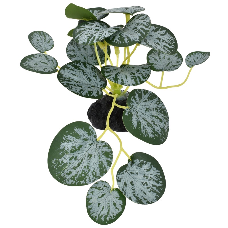 Komodo Standing String of Hearts Plant 3.5 inch
