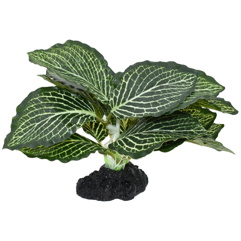 Komodo Standing Vein Plant 4 Inch