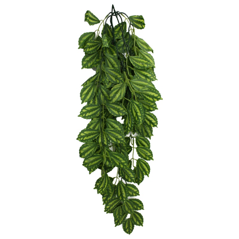 Komodo Two Tone Climbing Plant
