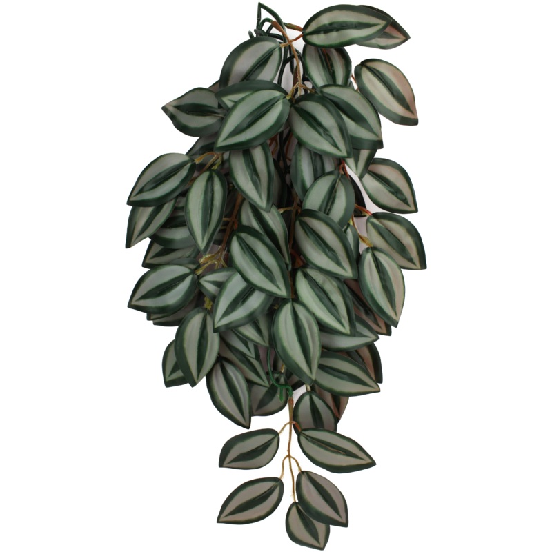 Komodo Zebrina Climbing Plant