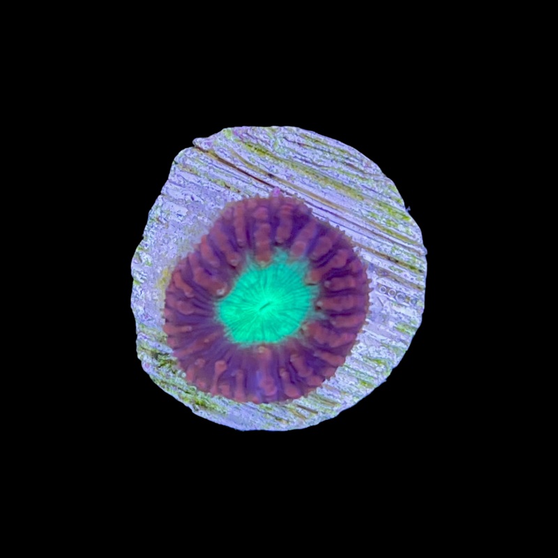 1 Head Red / Green Blastomussa