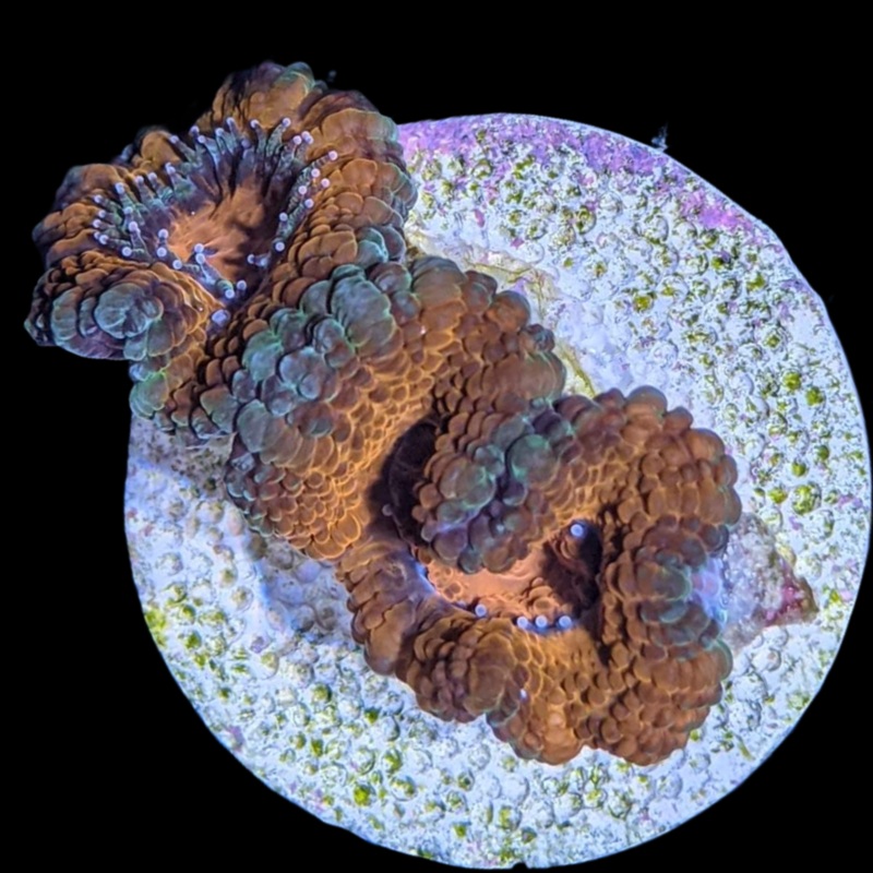 Acanthastrea Lordhowensi