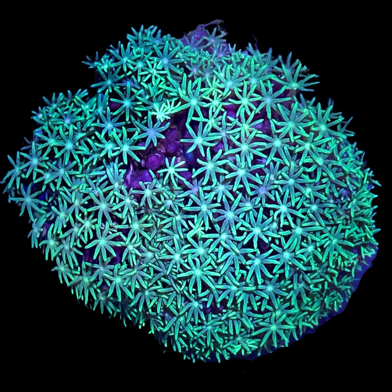 Aquacultured Green Star Polyp Colony