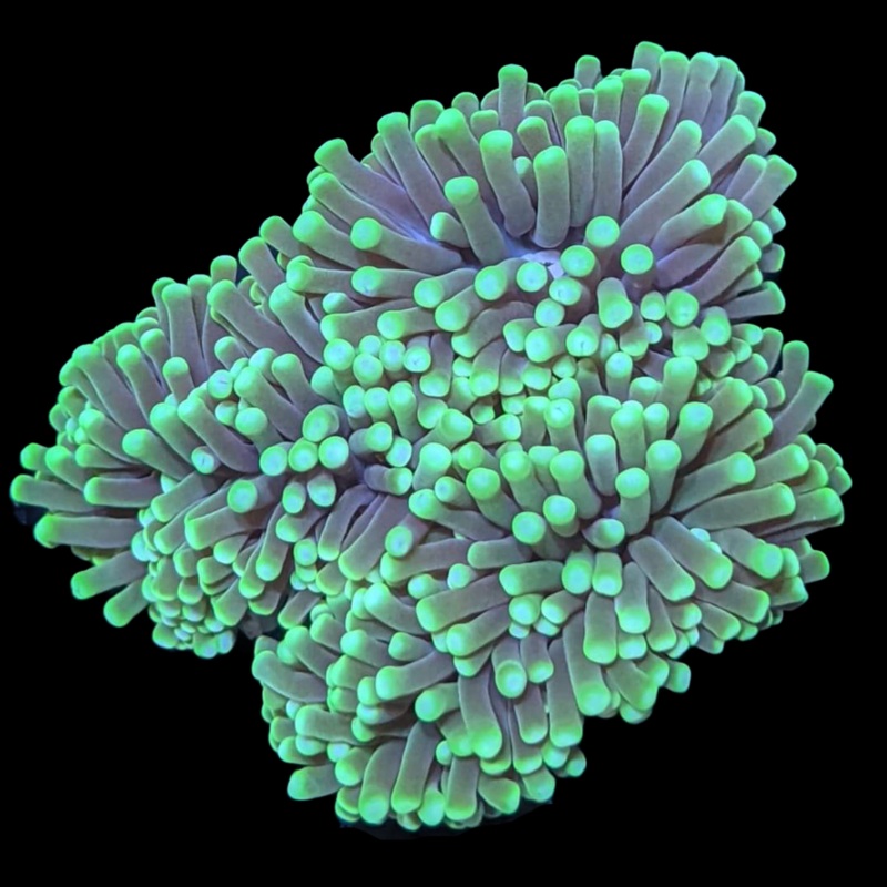 Aussie Green Tip Torch Frag
