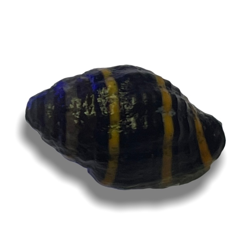 Bumble Bee Snail