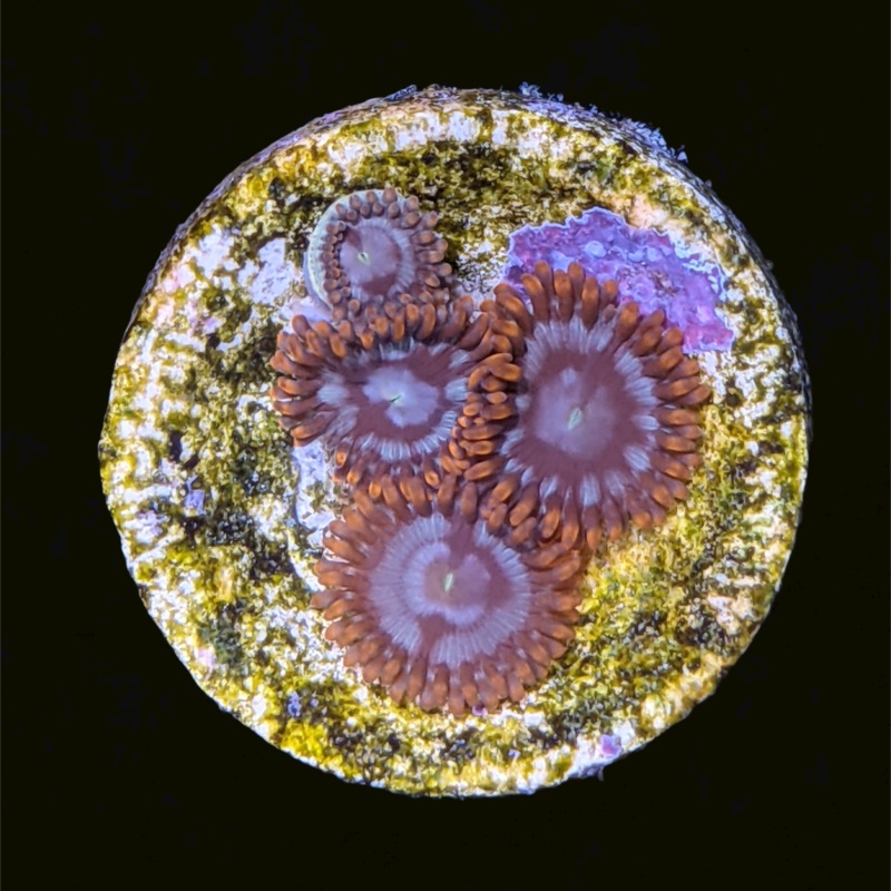 Chocolate Orange Zoa Frag