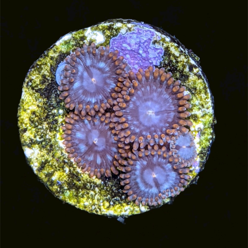 Forget Me Not Zoa Frag