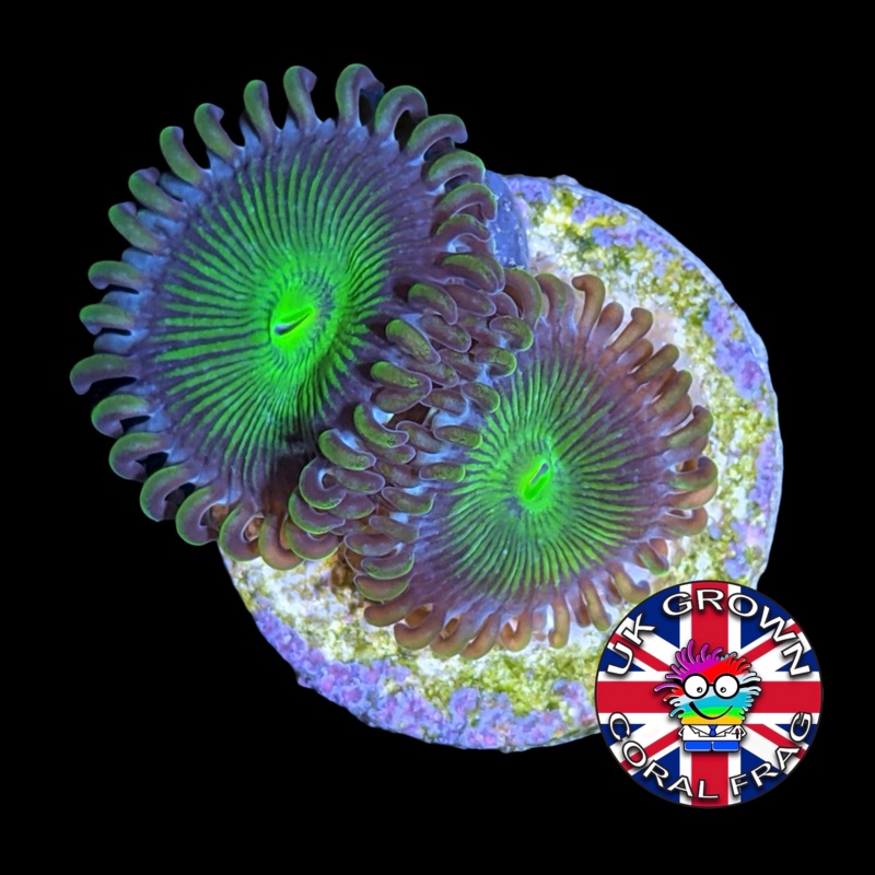 Green People Eater Zoa Frag (UK Grown)