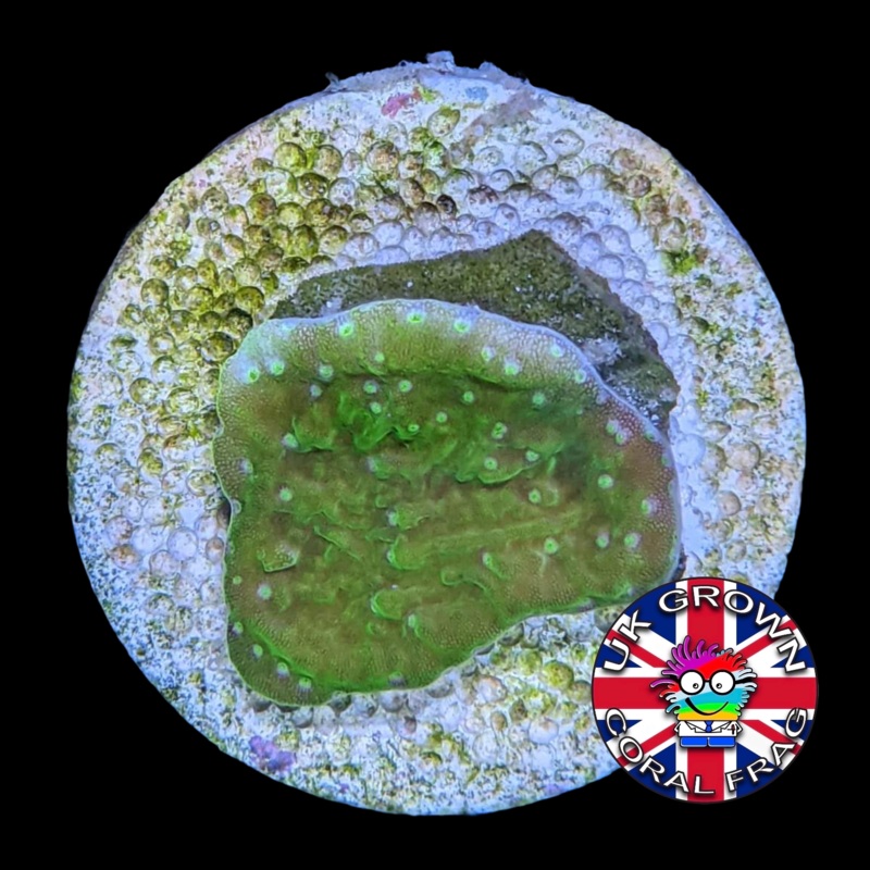 Green plating Montipora (UK Grown)