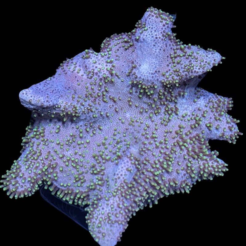 Green Polyp Toadstool Leather Colony