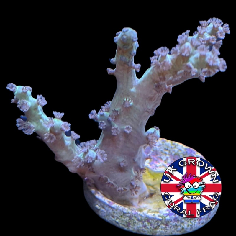 Green Sinularia (UK Grown)