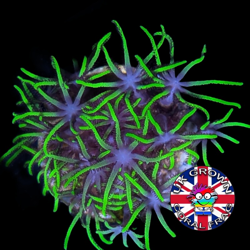 Green Star Polyps (Standard Plug) (UK Grown)
