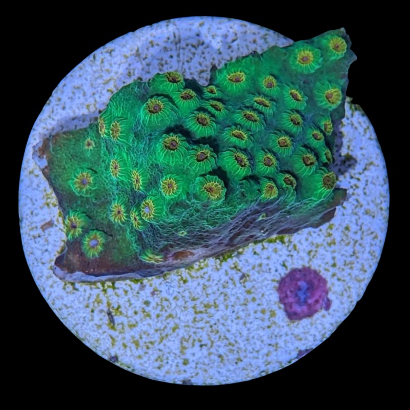 Jingle Bells Cyphastrea