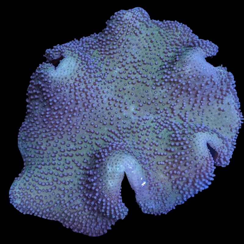 Large Toadstool Leather Colony