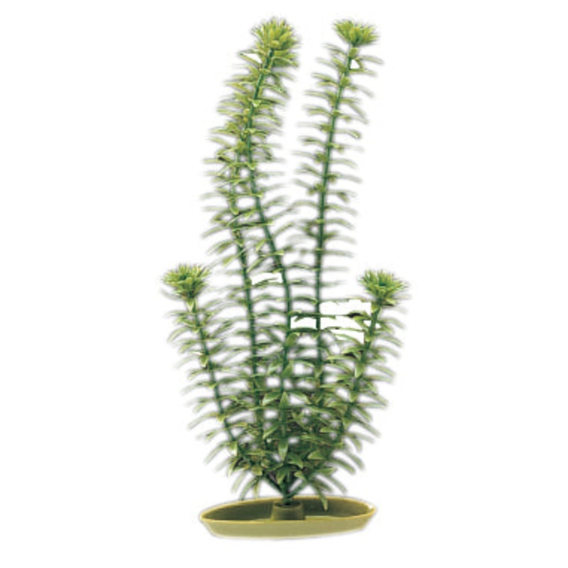 Marina Anacharis Plant