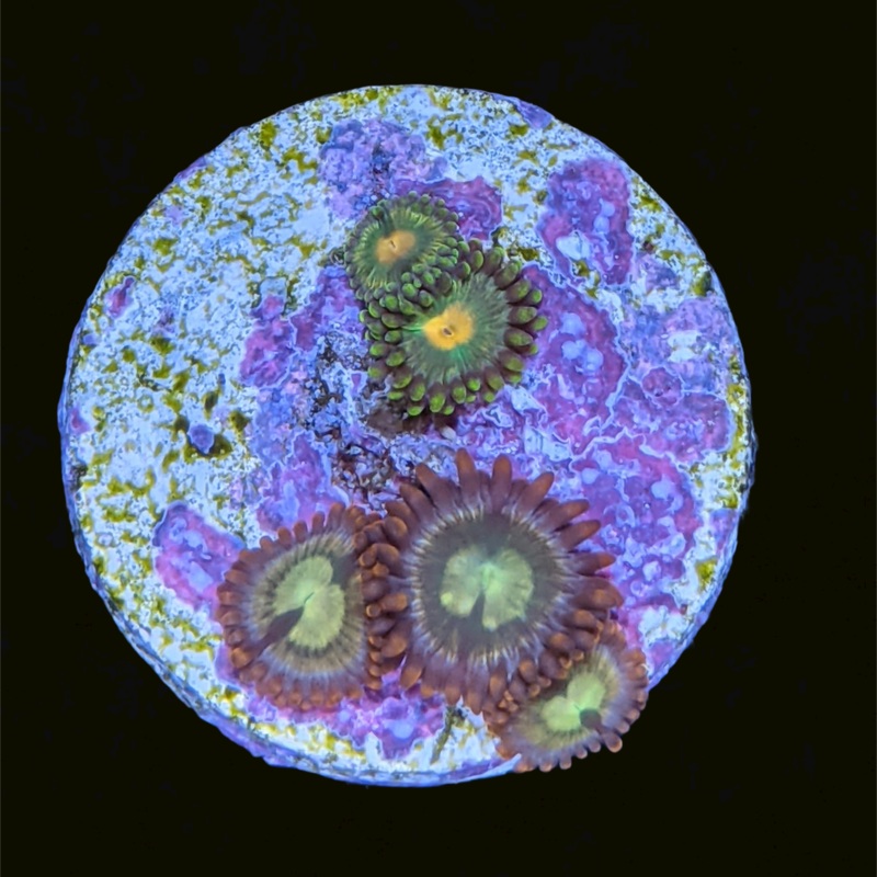 Mixed Zoa Zoa Frag