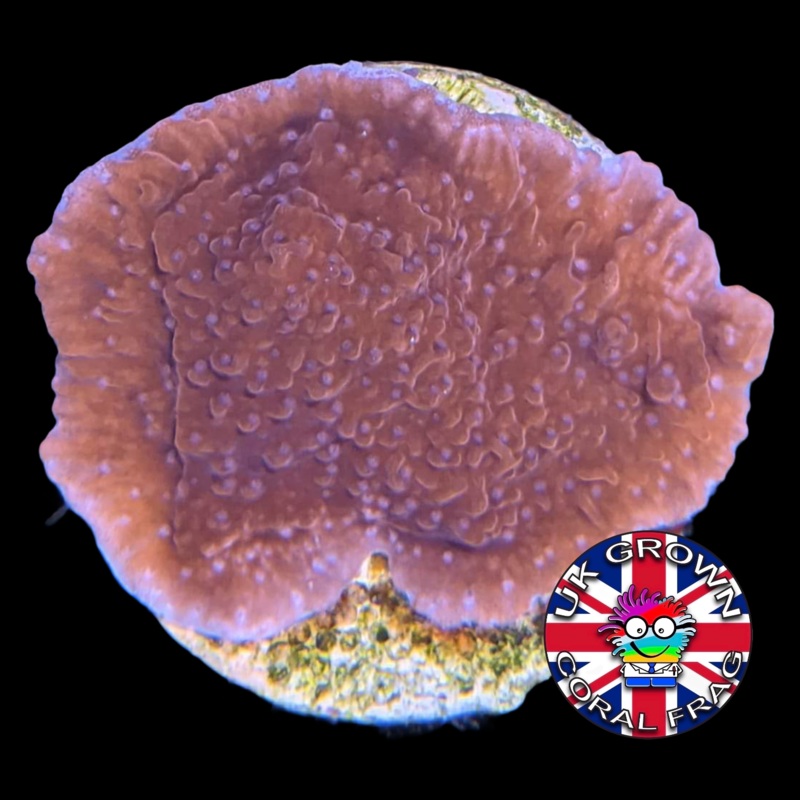Red plating Montipora (UK Grown)