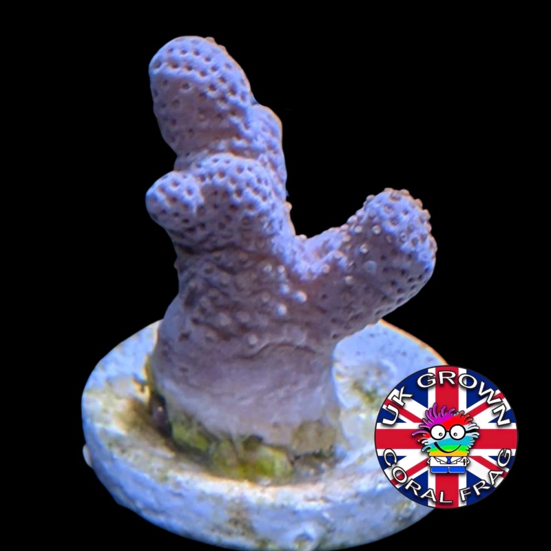 Sinularia (UK Grown)