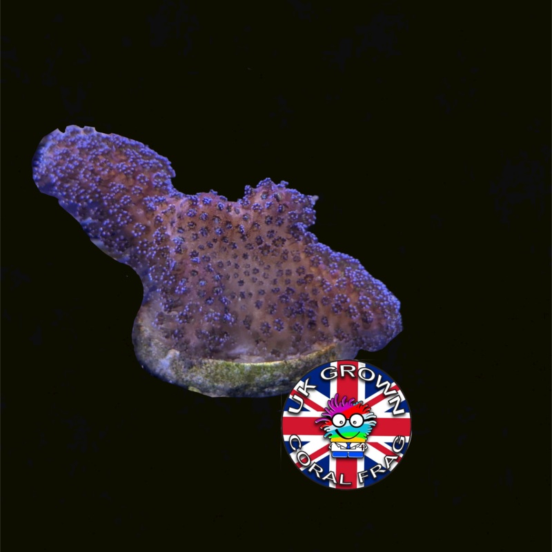 Stylophora Pistillata (UK Grown)