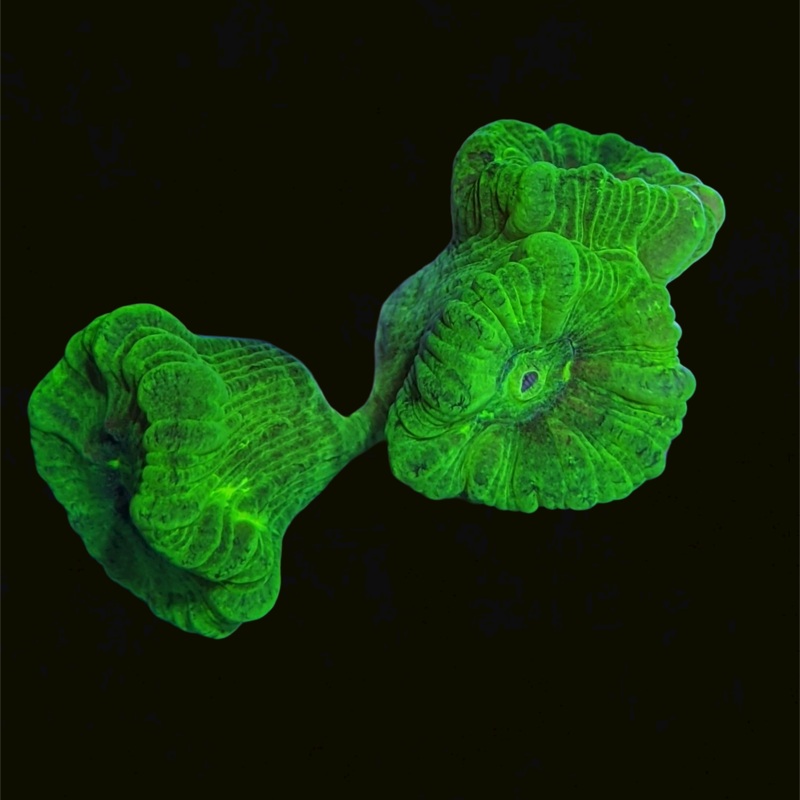 Toxic Green Candy Cane