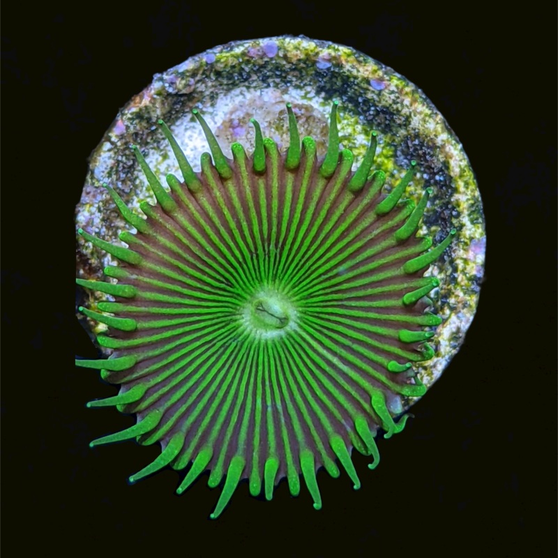 Toxic Green Paly Zoa Frag