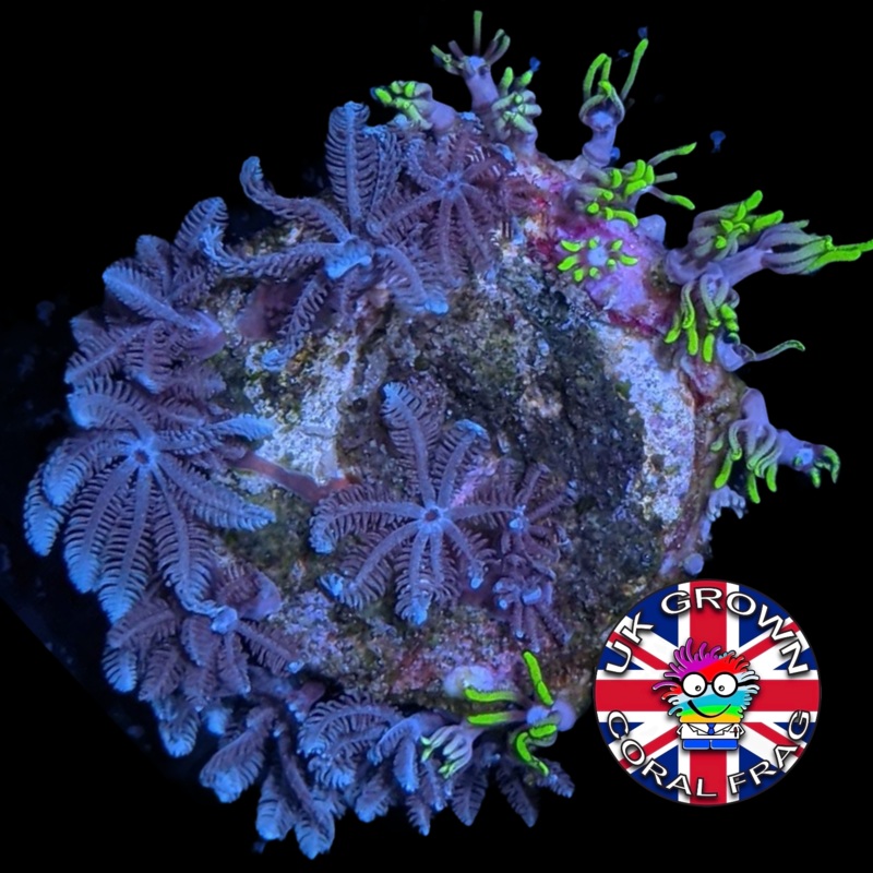 Xenia Umbellata & GSP (UK Grown)